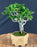 Flowering Premna Bonsai Tree - Exposed Roots - (premna obtusifolia)
