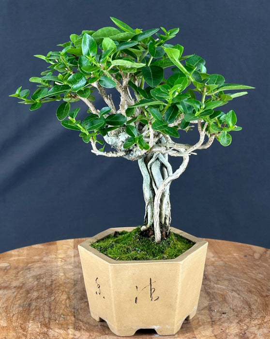 Flowering Premna Bonsai Tree - Exposed Roots - (premna obtusifolia)