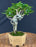Flowering Premna Bonsai Tree - Exposed Roots - (premna obtusifolia)