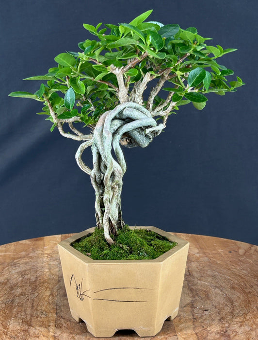 Flowering Premna Bonsai Tree - Exposed Roots - (premna obtusifolia)