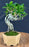 Flowering Premna Bonsai Tree - Exposed Roots - (premna obtusifolia)