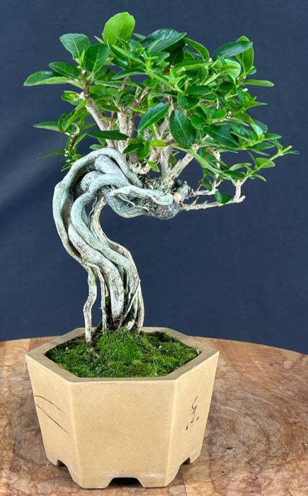 Flowering Premna Bonsai Tree - Exposed Roots - (premna obtusifolia)