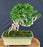 Semi Cascading Flowering Premna Bonsai Tree - (premna obtusifolia)