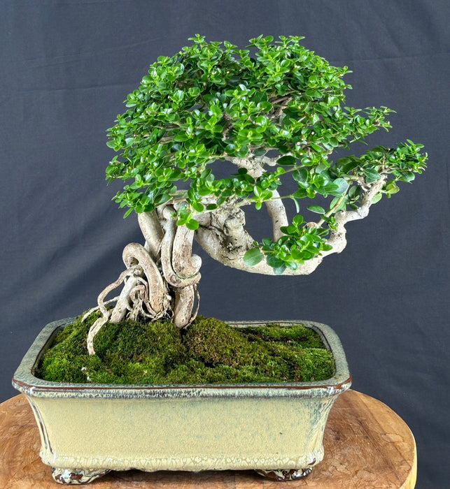 Semi Cascading Flowering Premna Bonsai Tree - (premna obtusifolia)