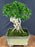 Semi Cascading Flowering Premna Bonsai Tree - (premna obtusifolia)