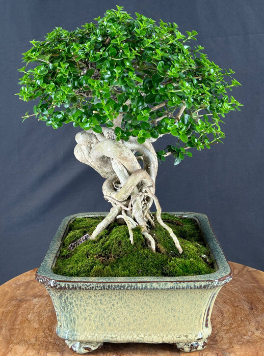 Semi Cascading Flowering Premna Bonsai Tree - (premna obtusifolia)