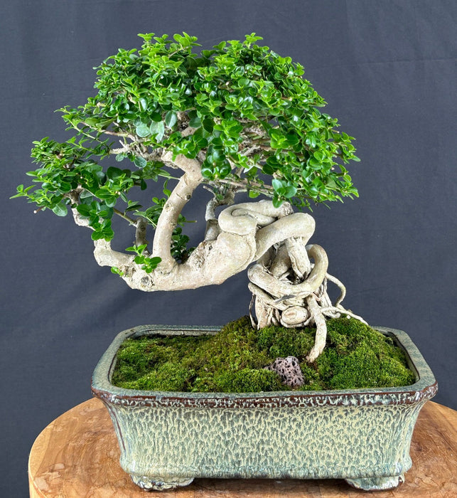 Semi Cascading Flowering Premna Bonsai Tree - (premna obtusifolia)