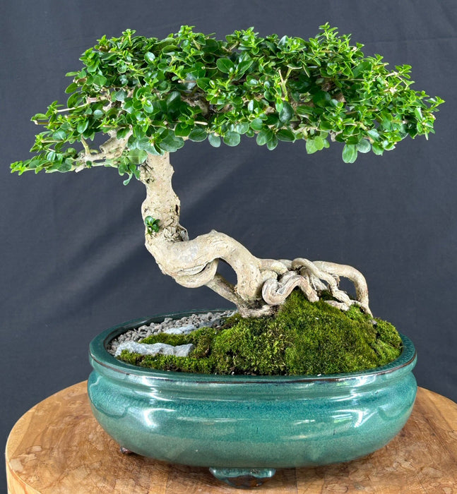 Semi Cascading Flowering Premna Bonsai Tree - (premna obtusifolia)