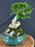 Semi Cascading Flowering Premna Bonsai Tree - (premna obtusifolia)
