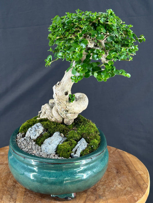Semi Cascading Flowering Premna Bonsai Tree - (premna obtusifolia)