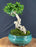 Semi Cascading Flowering Premna Bonsai Tree - (premna obtusifolia)