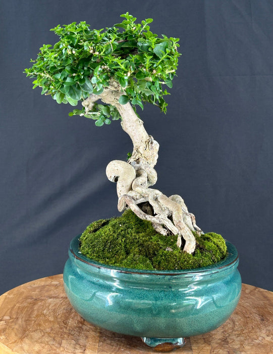 Semi Cascading Flowering Premna Bonsai Tree - (premna obtusifolia)
