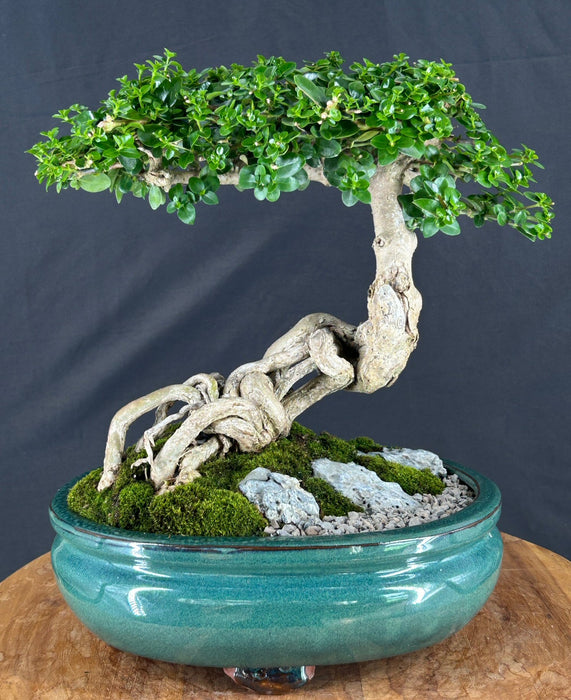 Semi Cascading Flowering Premna Bonsai Tree - (premna obtusifolia)