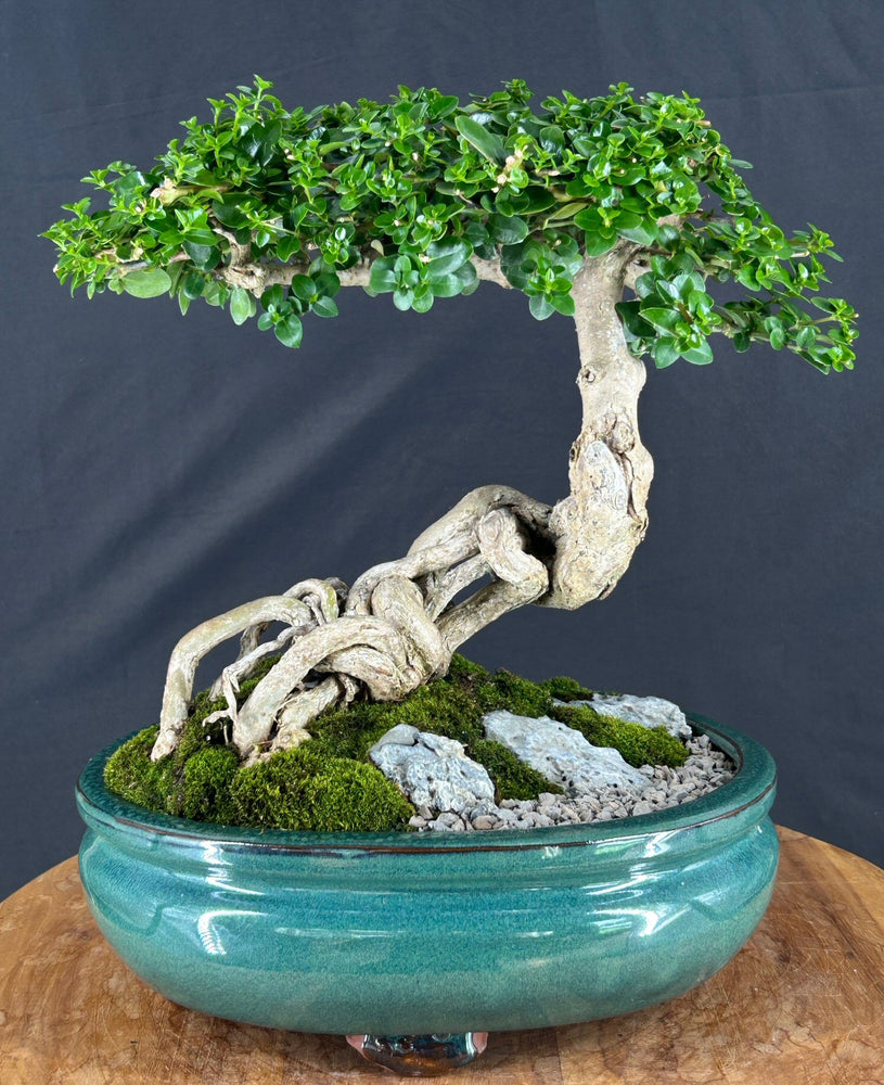 Semi Cascading Flowering Premna Bonsai Tree - (premna obtusifolia)