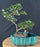 Flowering Mount Fuji Serissa Bonsai Tree - Land/Water Pot With Scalloped Edges - (serissa foetida)