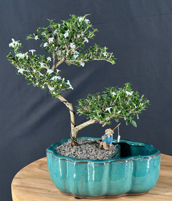 Flowering Mount Fuji Serissa Bonsai Tree - Land/Water Pot With Scalloped Edges - (serissa foetida)