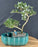 Flowering Mount Fuji Serissa Bonsai Tree - Land/Water Pot With Scalloped Edges - (serissa foetida)