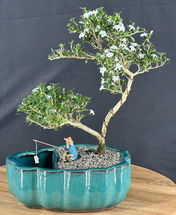 Flowering Mount Fuji Serissa Bonsai Tree - Land/Water Pot With Scalloped Edges - (serissa foetida)