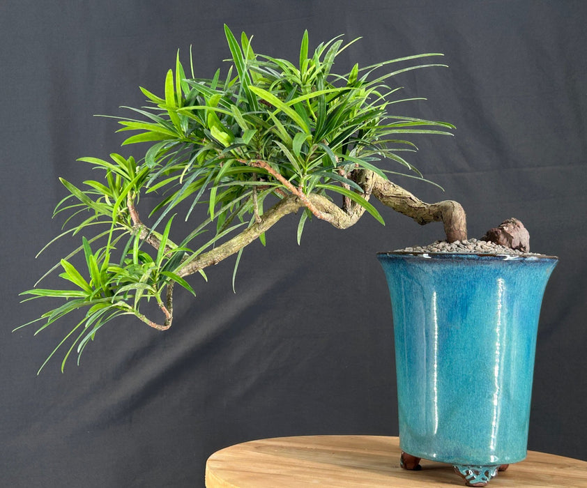 Cascading Podocarpus Bonsai Tree - (podocarpus macrophyllus)