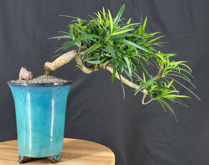 Cascading Podocarpus Bonsai Tree - (podocarpus macrophyllus)