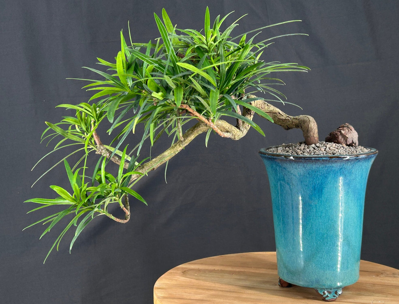 Cascading Podocarpus Bonsai Tree - (podocarpus macrophyllus)