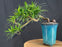 Cascading Podocarpus Bonsai Tree - (podocarpus macrophyllus)
