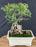Flowering Dwarf Barbados Cherry Bonsai Tree - Root Over Rock - (malpighia Pendiculata)
