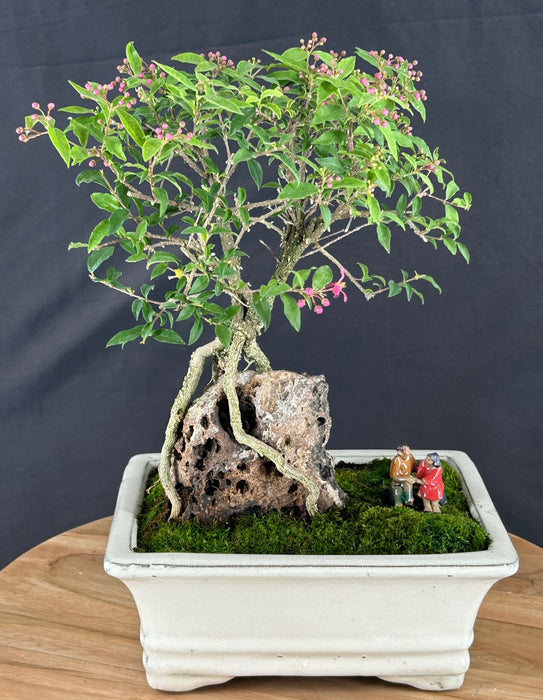 Flowering Dwarf Barbados Cherry Bonsai Tree - Root Over Rock - (malpighia Pendiculata)