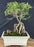 Flowering Dwarf Barbados Cherry Bonsai Tree - Root Over Rock - (malpighia Pendiculata)