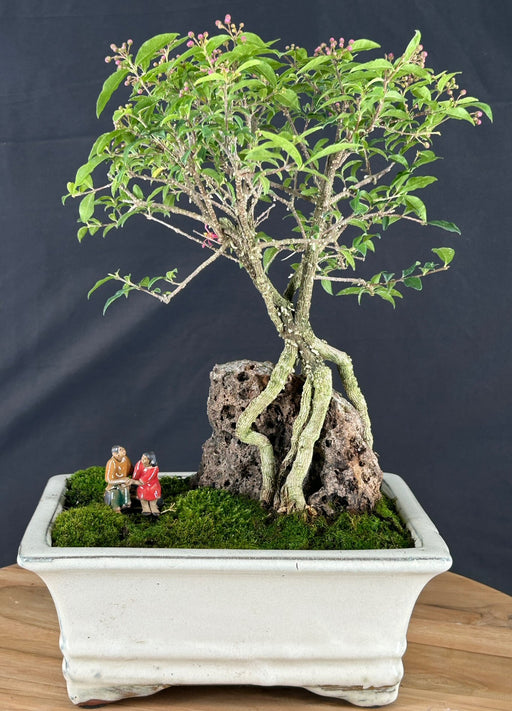 Flowering Dwarf Barbados Cherry Bonsai Tree - Root Over Rock - (malpighia Pendiculata)