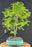 Flowering Campeche Bonsai Tree - (haematoxylum campechianum)