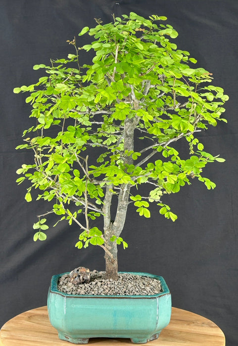 Flowering Campeche Bonsai Tree - (haematoxylum campechianum)