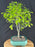 Flowering Campeche Bonsai Tree - (haematoxylum campechianum)