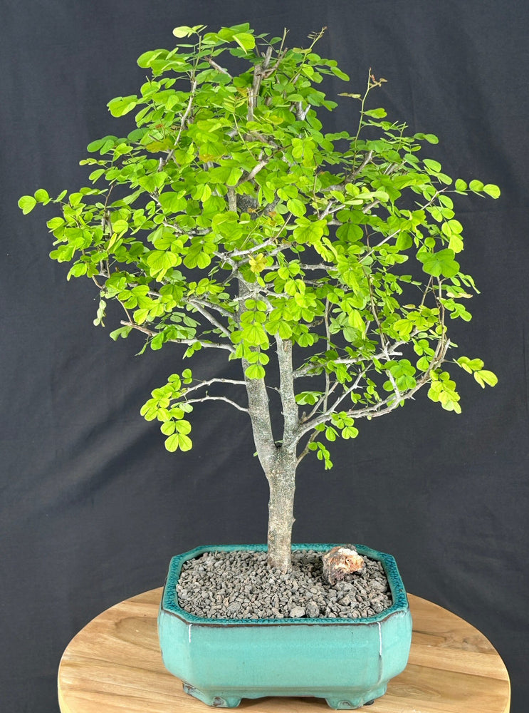Flowering Campeche Bonsai Tree - (haematoxylum campechianum)