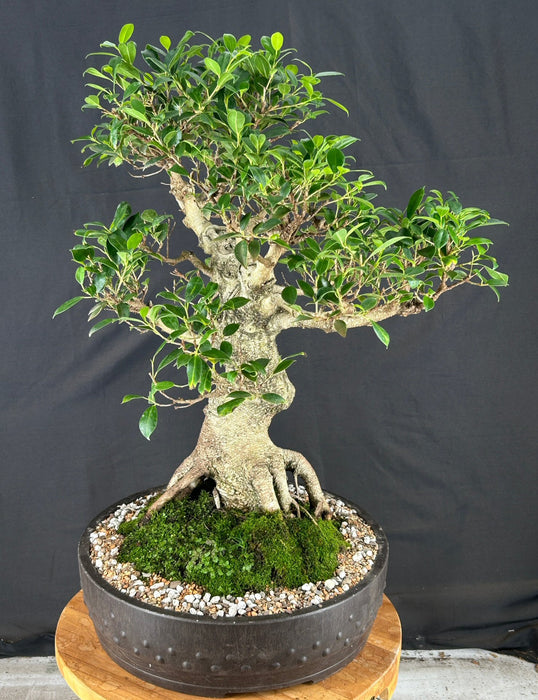 Trained Ficus Retusa Bonsai Tree - (ficus retusa)