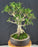 Trained Ficus Retusa Bonsai Tree - (ficus retusa)