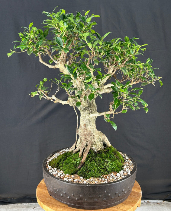 Trained Ficus Retusa Bonsai Tree - (ficus retusa)