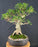 Trained Ficus Retusa Bonsai Tree - (ficus retusa)