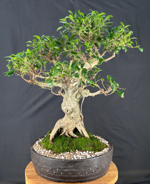 Trained Ficus Retusa Bonsai Tree - (ficus retusa)
