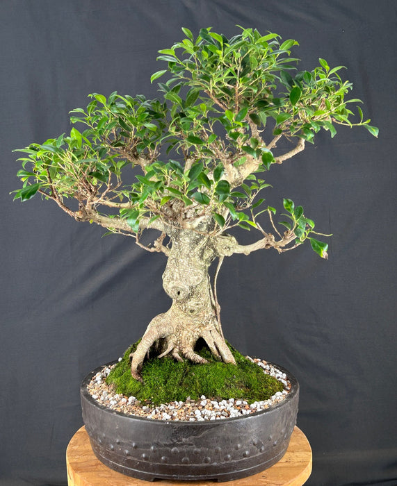 Trained Ficus Retusa Bonsai Tree - (ficus retusa)