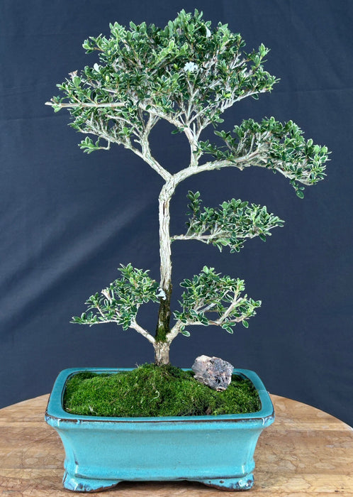 Trained Flowering Mount Fuji Serissa Bonsai Tree - (serissa foetida)