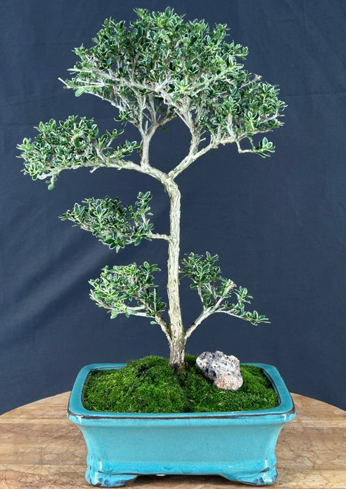 Trained Flowering Mount Fuji Serissa Bonsai Tree - (serissa foetida)