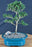 Trained Flowering Mount Fuji Serissa Bonsai Tree - (serissa foetida)
