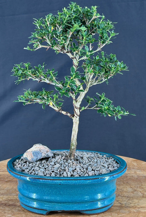 Trained Flowering Mount Fuji Serissa Bonsai Tree - (serissa foetida)