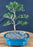 Trained Flowering Mount Fuji Serissa Bonsai Tree - (serissa foetida)