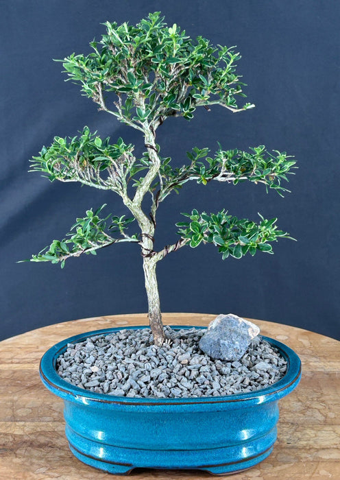 Trained Flowering Mount Fuji Serissa Bonsai Tree - (serissa foetida)