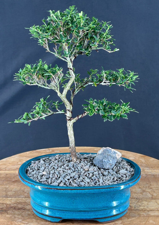 Trained Flowering Mount Fuji Serissa Bonsai Tree - (serissa foetida)