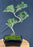 Trained Flowering Mount Fuji Serissa Bonsai Tree - (serissa foetida)