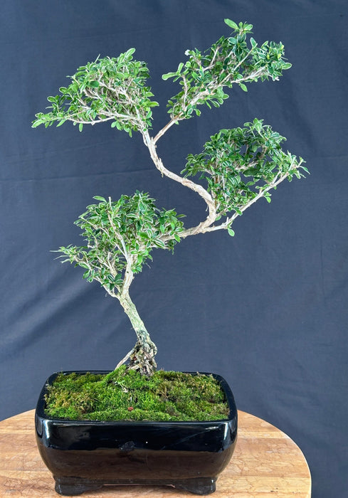Trained Flowering Mount Fuji Serissa Bonsai Tree - (serissa foetida)