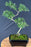 Trained Flowering Mount Fuji Serissa Bonsai Tree - (serissa foetida)